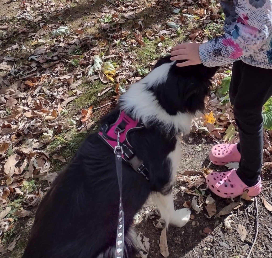 Enlarge Pixie, a Adopted Border Collie in Blackstone, MA image 3/6