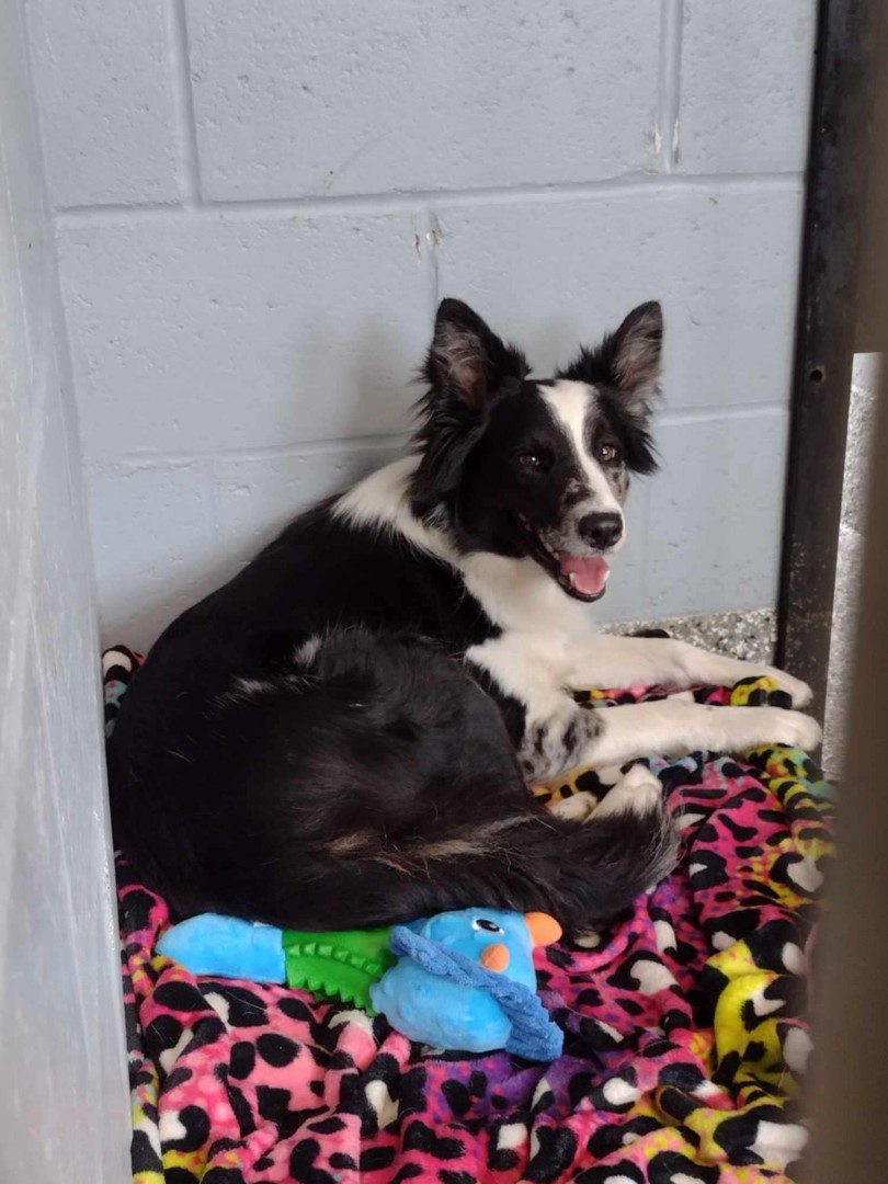 Enlarge Pixie, a Adopted Border Collie in Blackstone, MA image 6/6