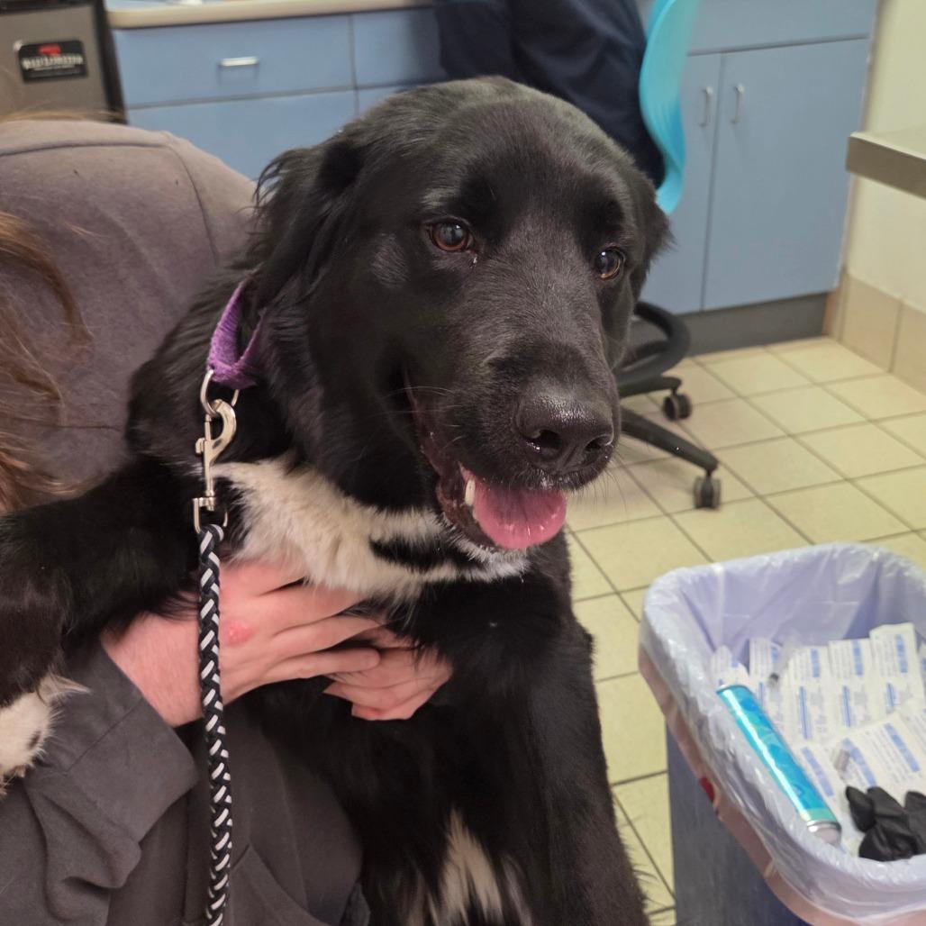 Enlarge Luna, a Adoptable Mixed Breed in Charleston, WV image 1/1