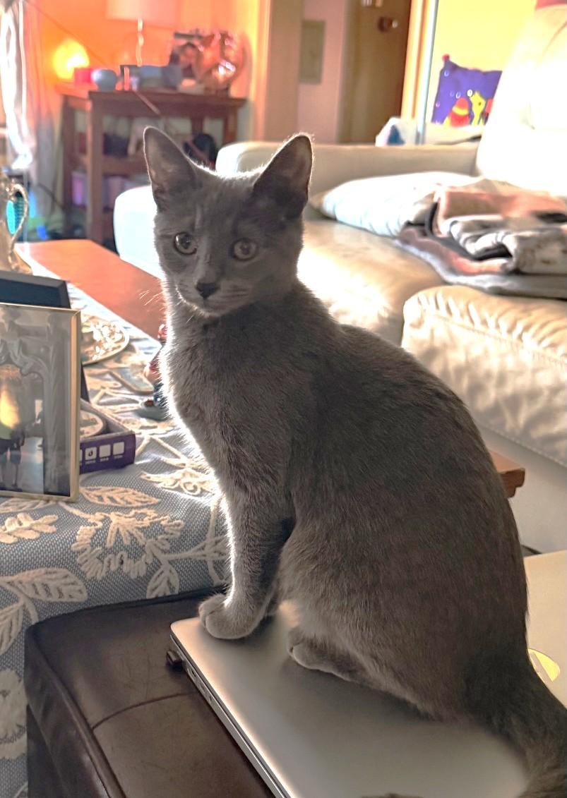 Enlarge Olive, a Adoptable Domestic Short Hair in Barrington Hills, IL image 1/3