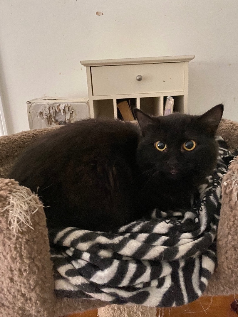 Emit + Aywa, a Adoptable Domestic Medium Hair in Myrtle Beach, SC image 1/8