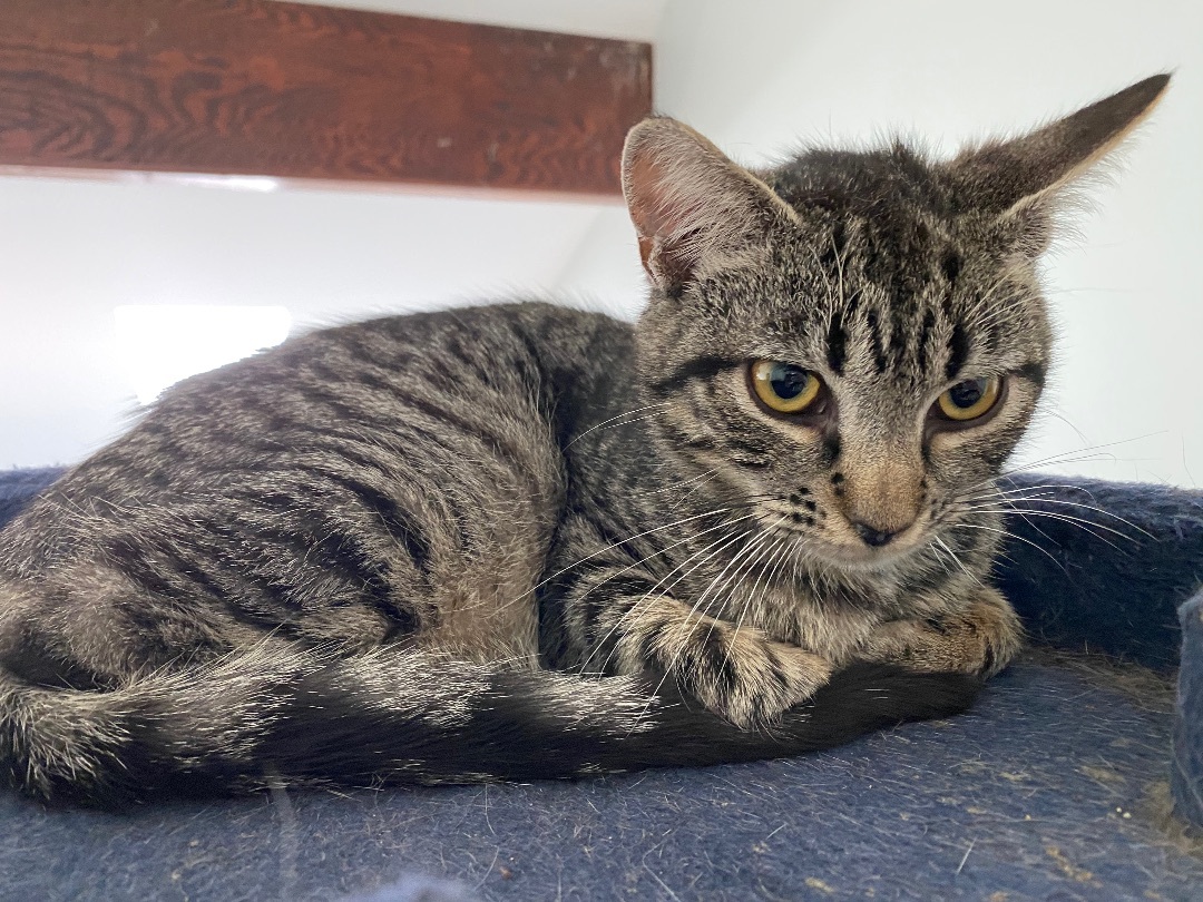 Emit + Aywa, a Adoptable Domestic Medium Hair in Myrtle Beach, SC image 2/8