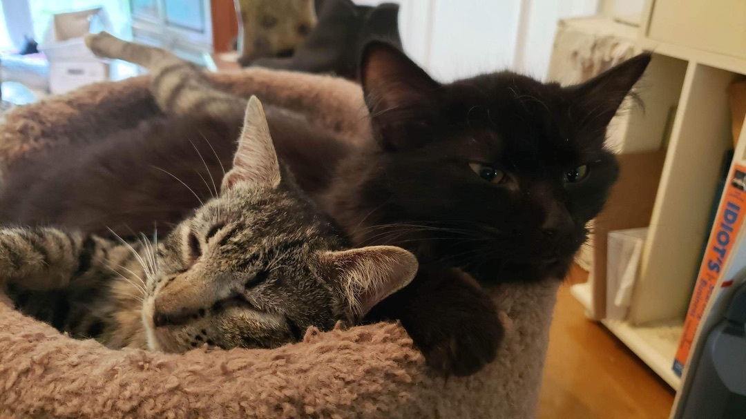 Emit + Aywa, a Adoptable Domestic Medium Hair in Myrtle Beach, SC image 3/8