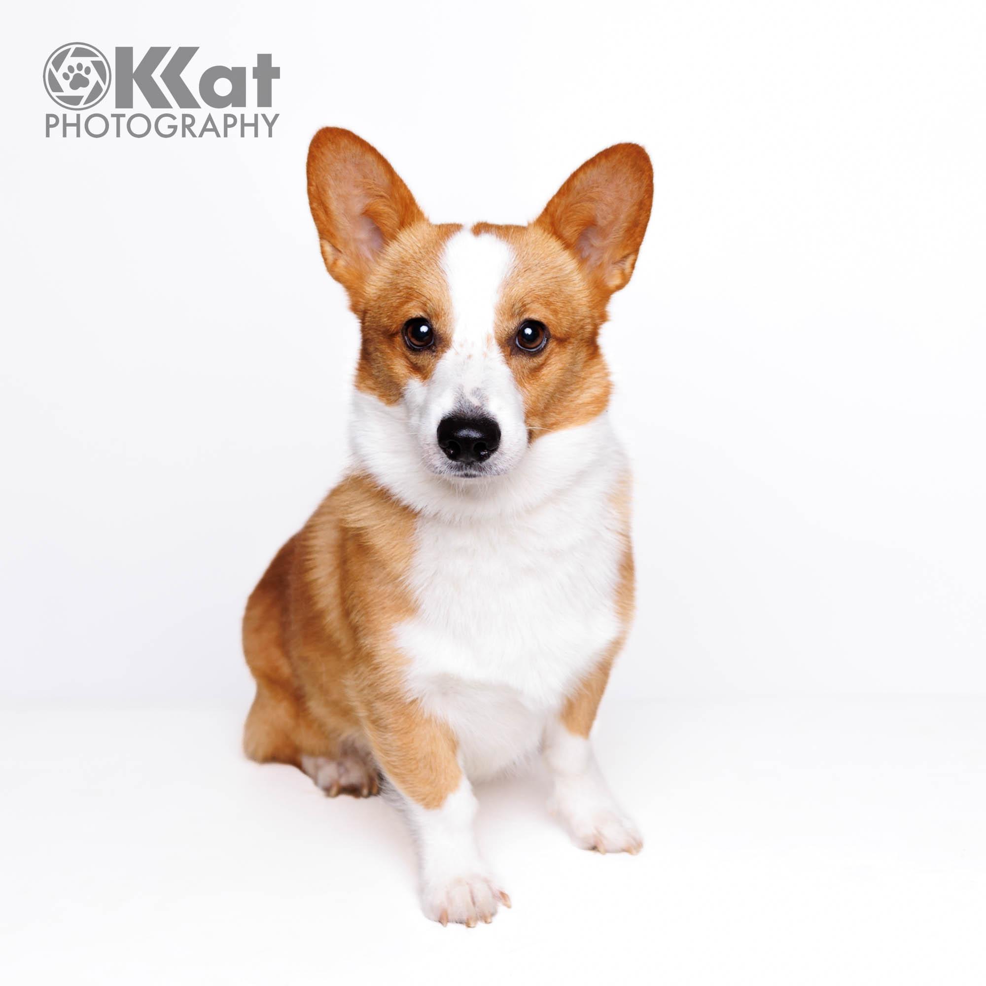 Enlarge Cash, a ADOPTABLE Corgi in Oklahoma City, OK image 2/4