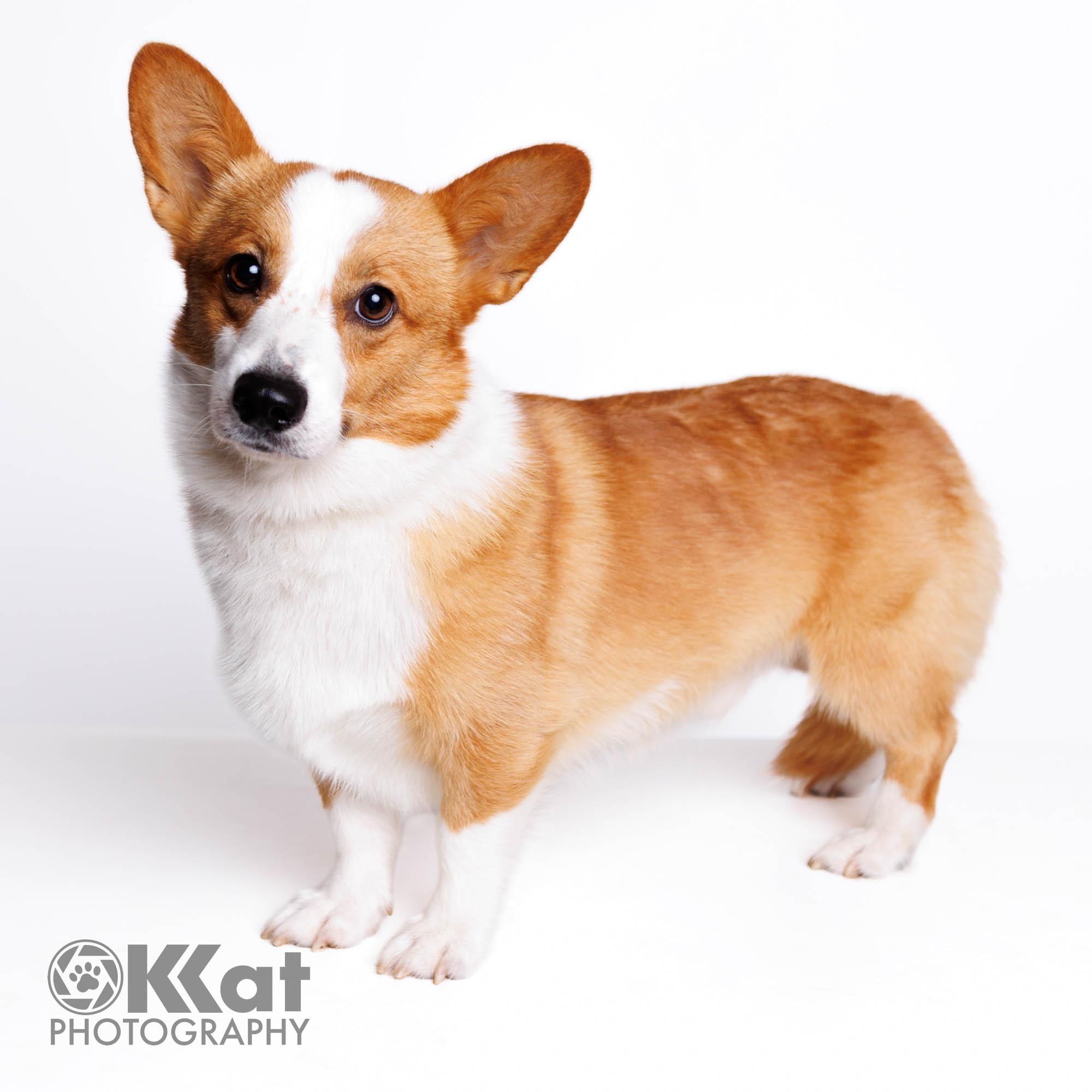 Cash, ADOPTABLE, Adult Male Corgi.