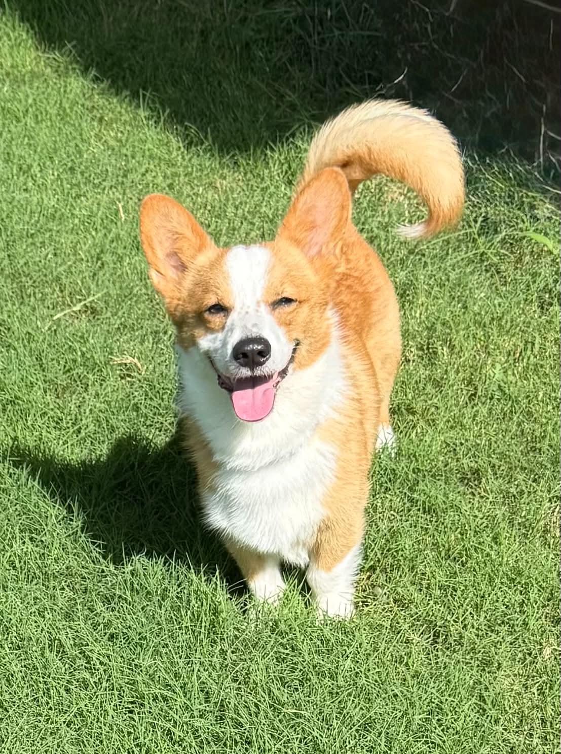 Enlarge Cash, a ADOPTABLE Corgi in Oklahoma City, OK image 1/2