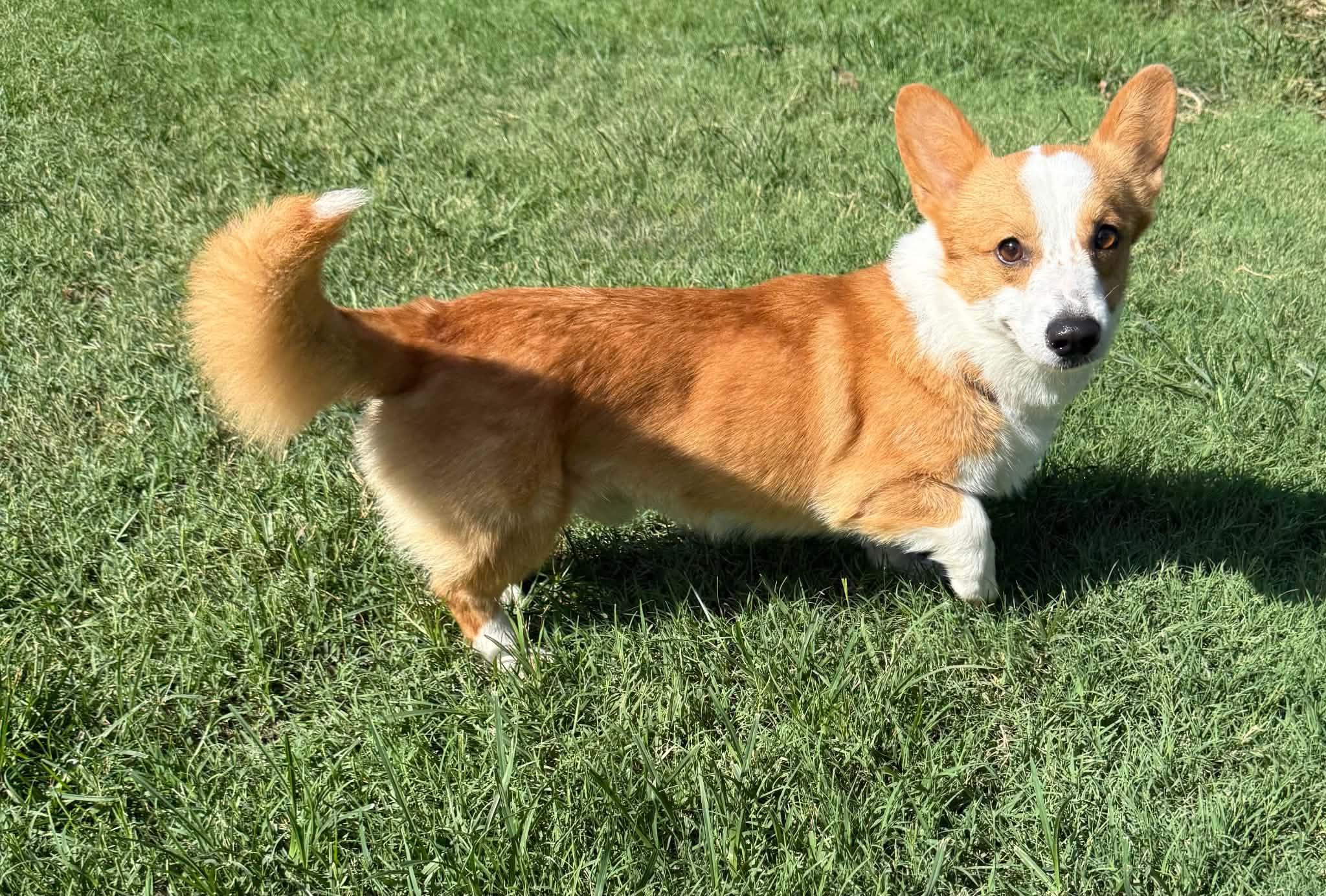 Enlarge Cash, a ADOPTABLE Corgi in Oklahoma City, OK image 2/2