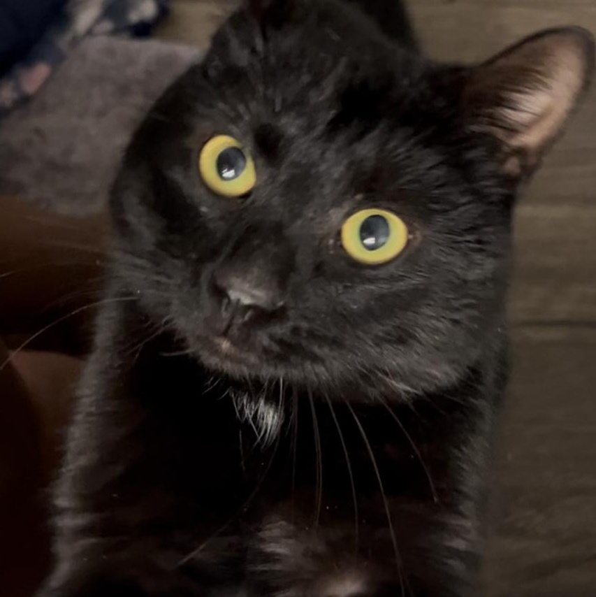 Dante, a ADOPTABLE mixed breed in Hyattsville, MD image 6/6