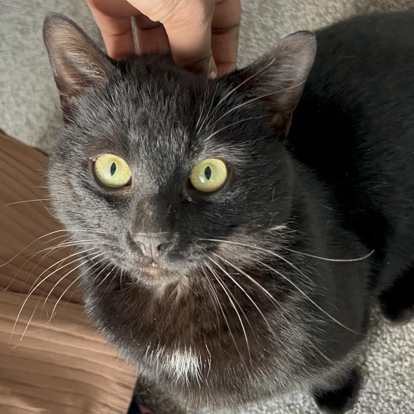 Dante, ADOPTABLE, Adult Male Domestic Short Hair & Bombay.