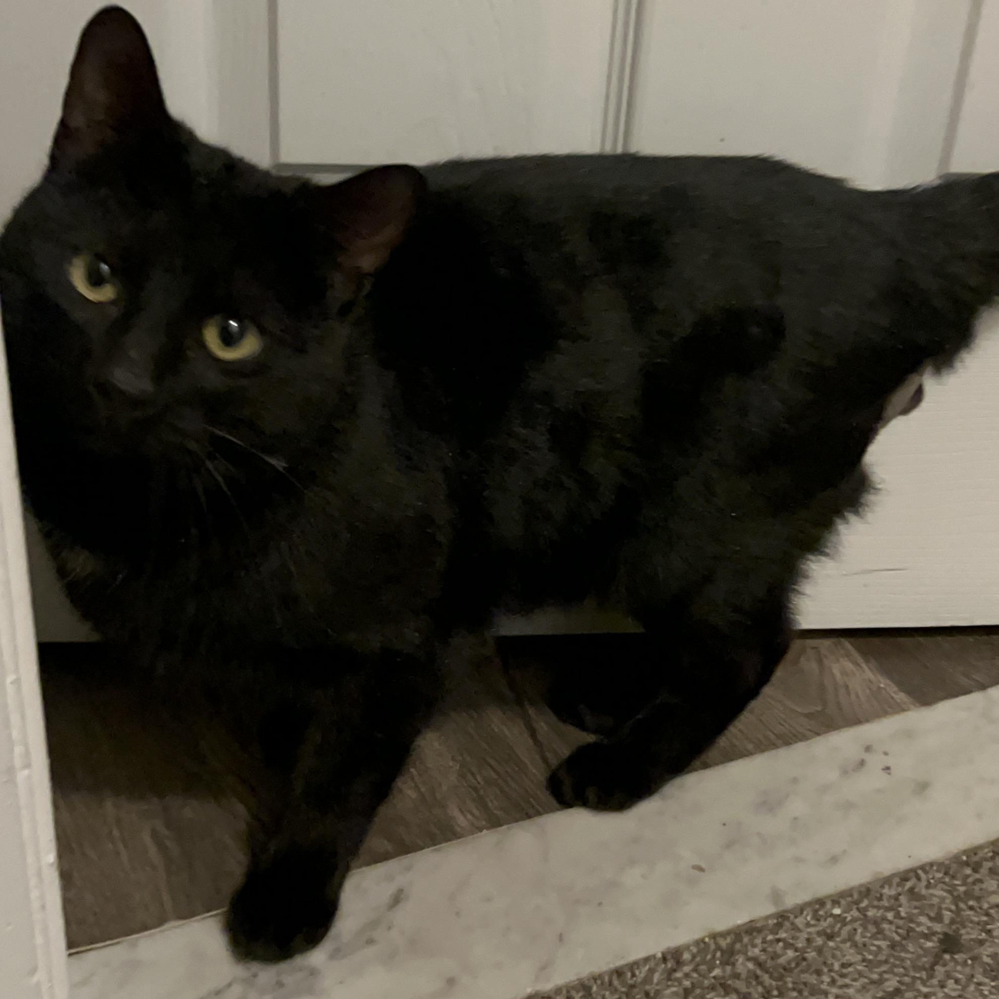 Dante, a ADOPTABLE mixed breed in Hyattsville, MD image 4/6