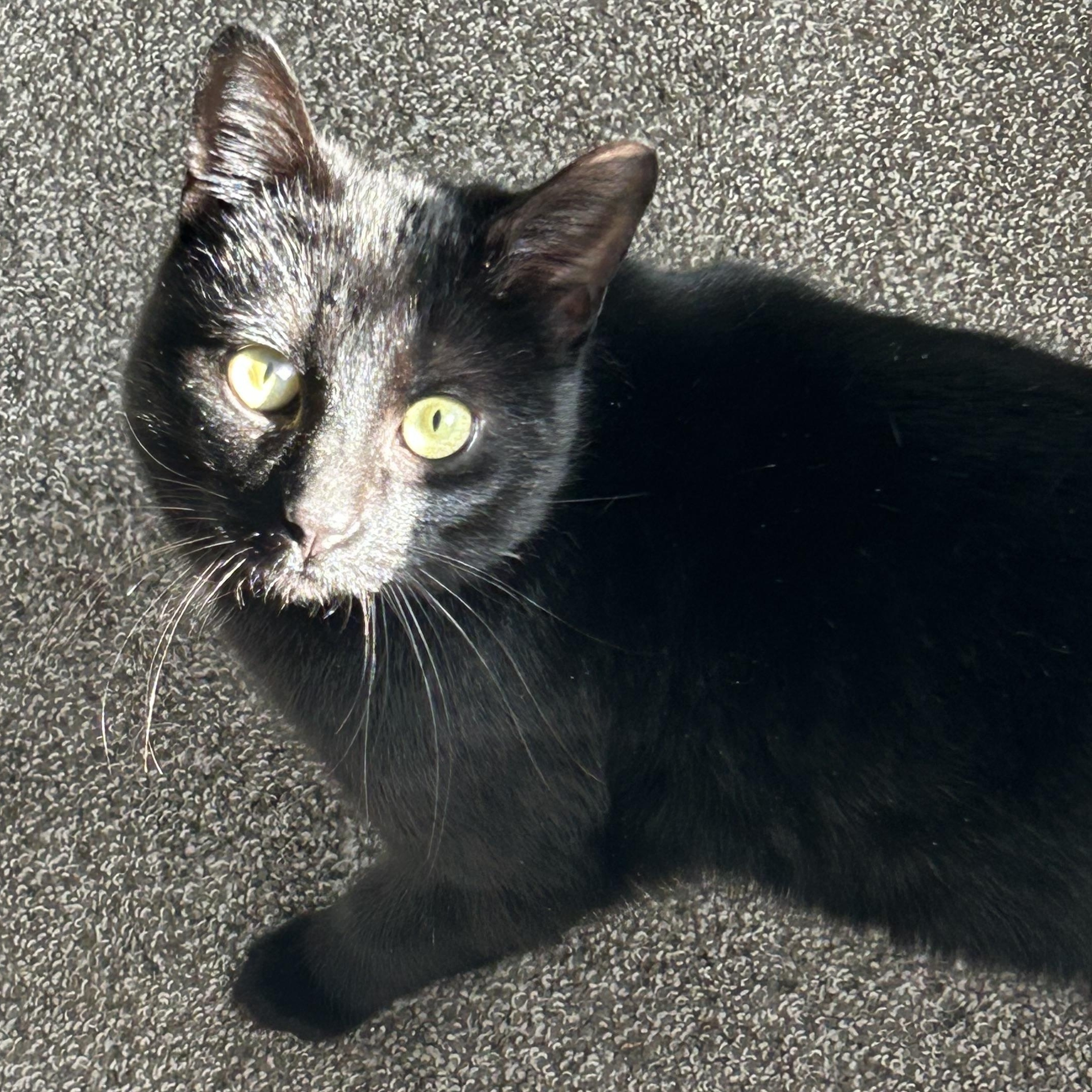 Dante, a ADOPTABLE mixed breed in Hyattsville, MD image 3/6