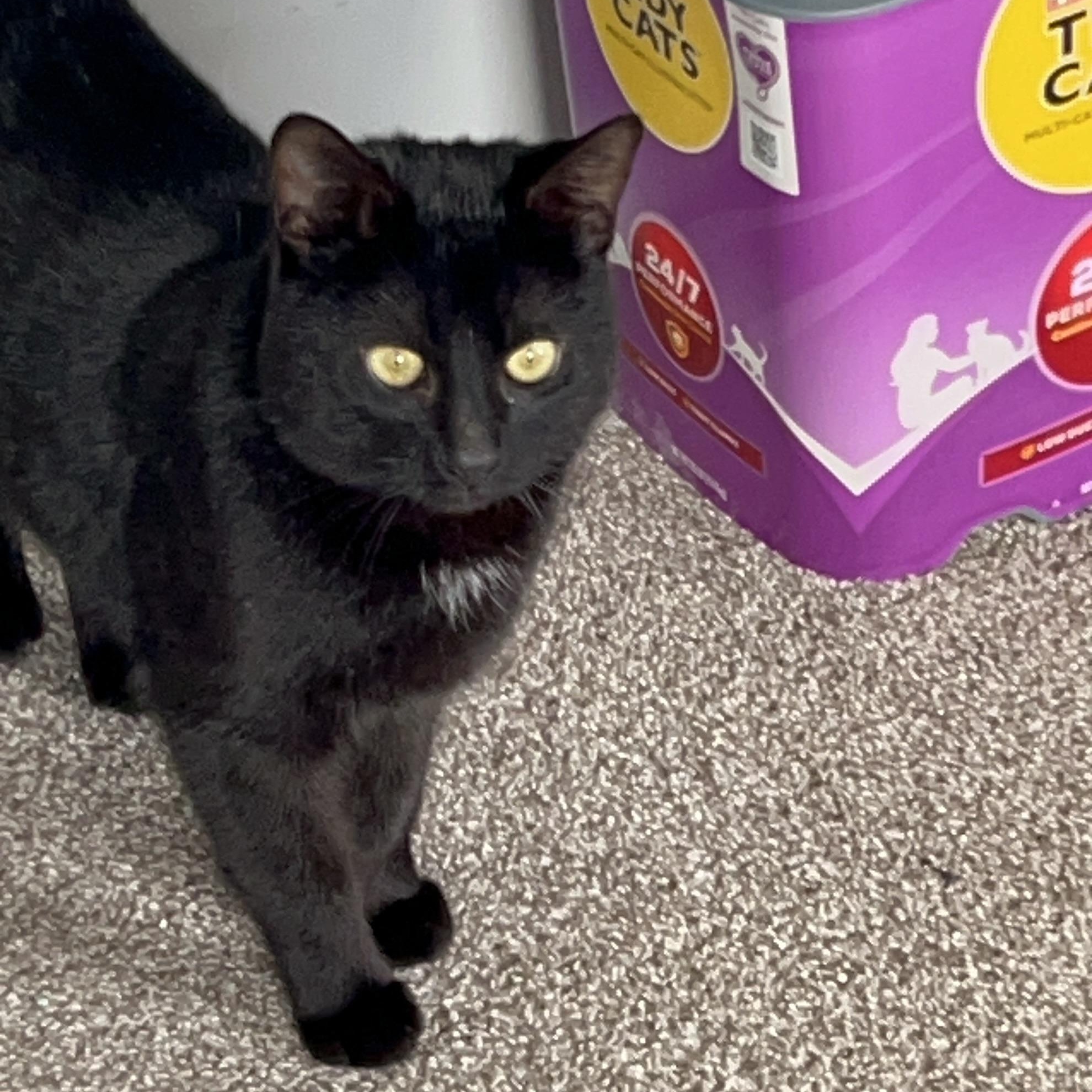 Dante, a ADOPTABLE mixed breed in Hyattsville, MD image 2/6