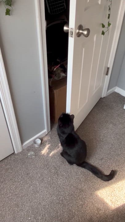 Enlarge Dante, a ADOPTABLE mixed breed in Hyattsville, MD video 5/6