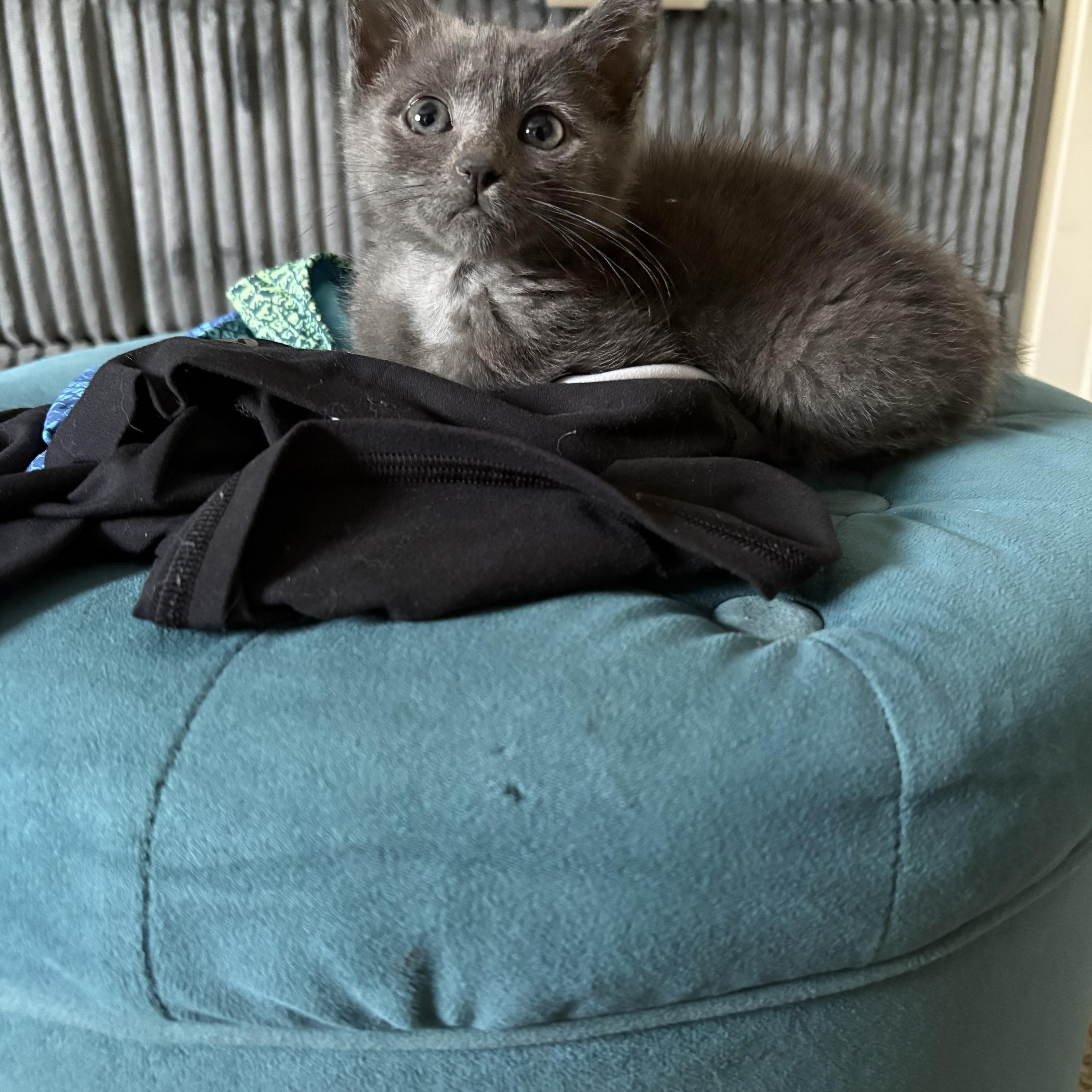 Solene, adopted, Kitten Female Domestic Short Hair.