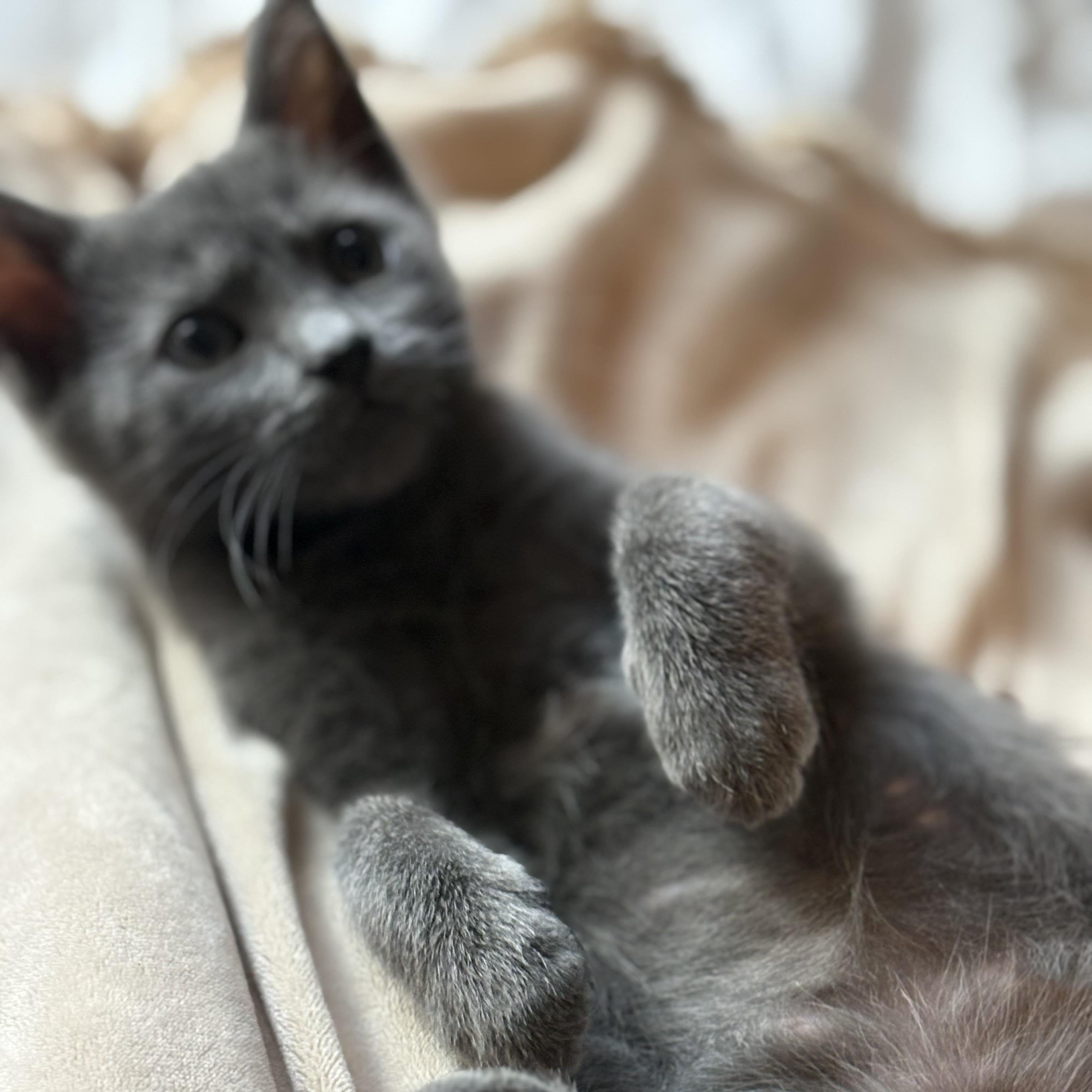Solene, an adopted mixed breed in Omaha, NE image 2/4