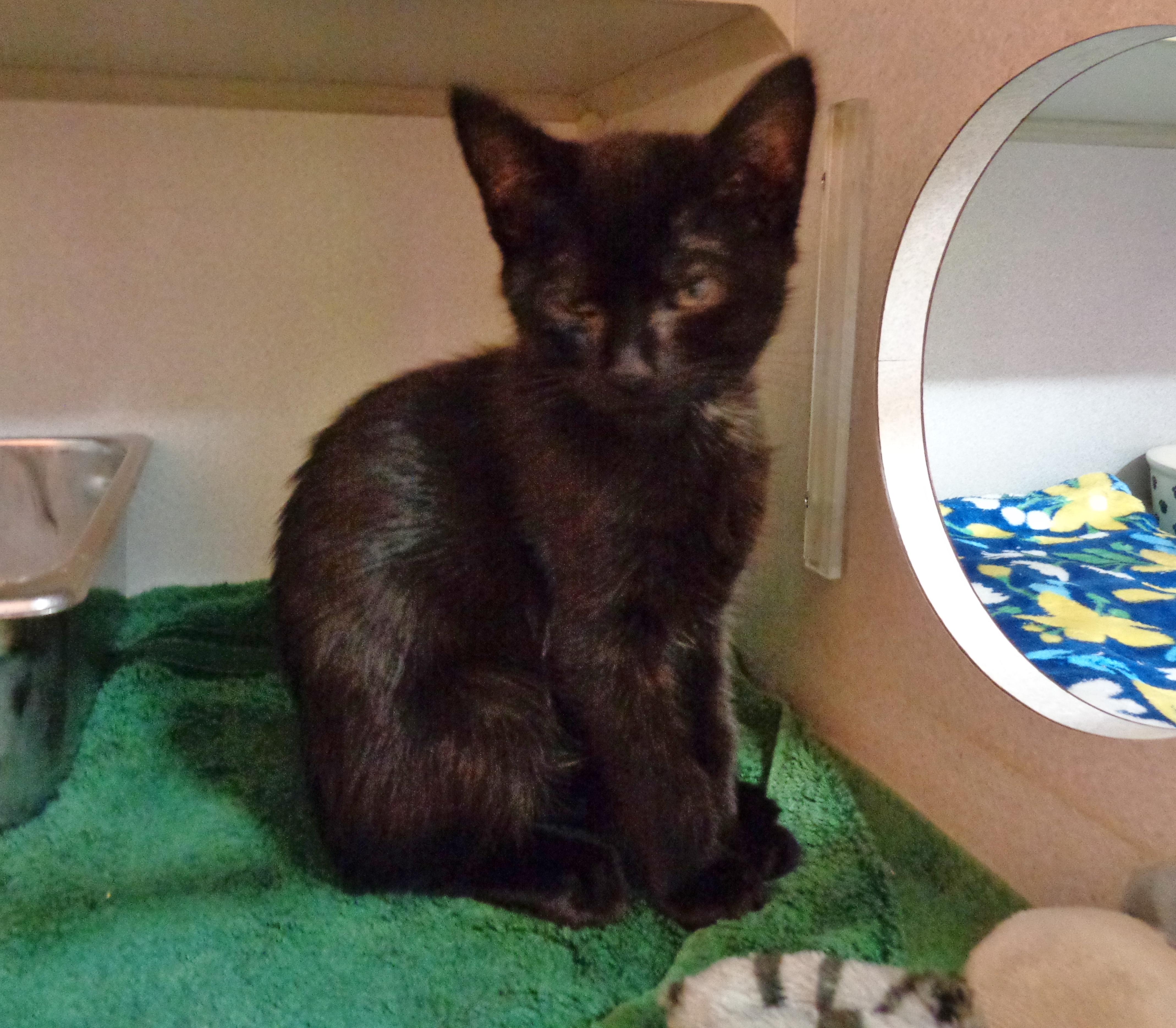 Enlarge BLYNKEN, an adopted Domestic Short Hair in Delhi, NY image 2/2