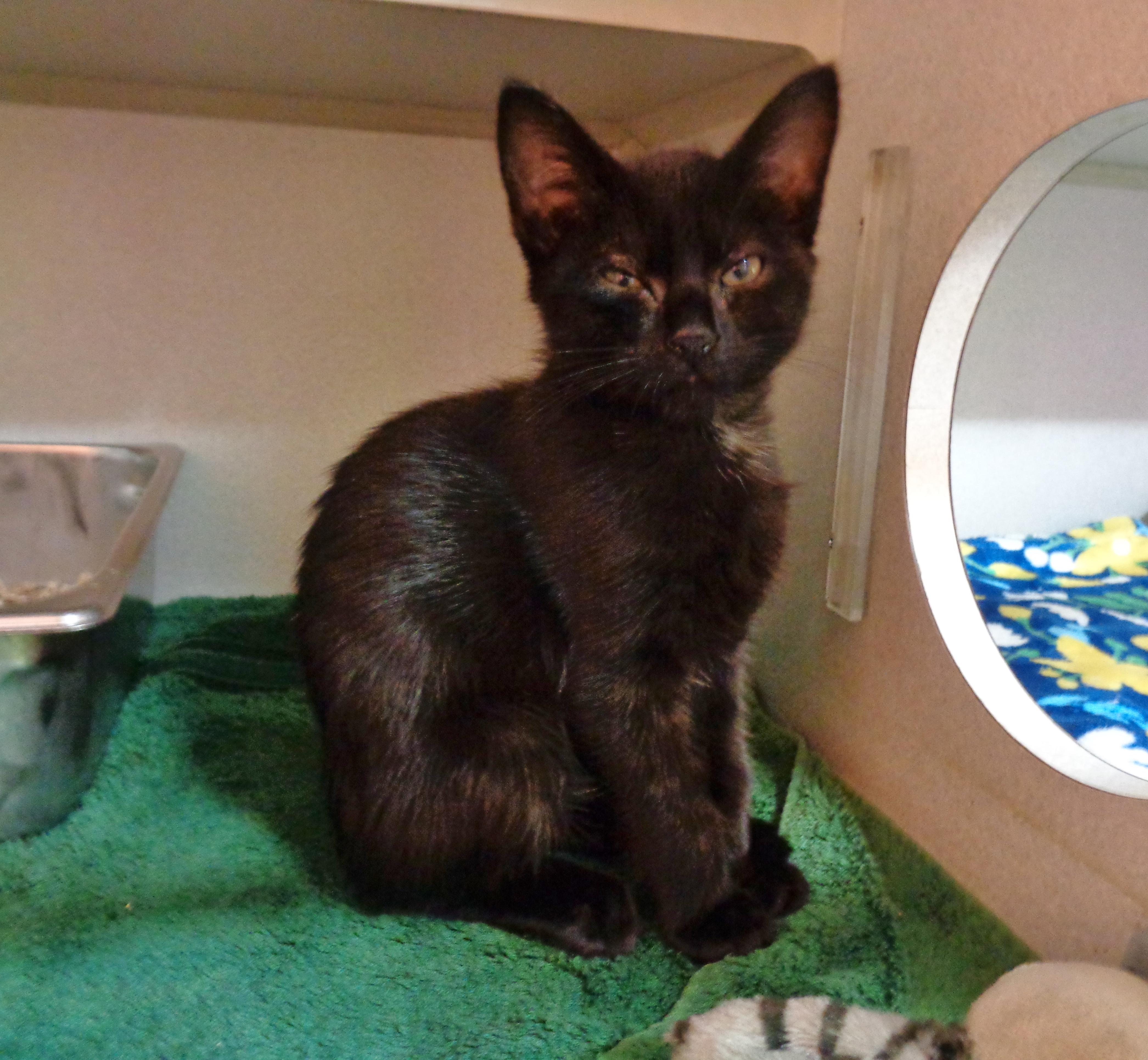 Enlarge BLYNKEN, an adopted Domestic Short Hair in Delhi, NY image 1/2