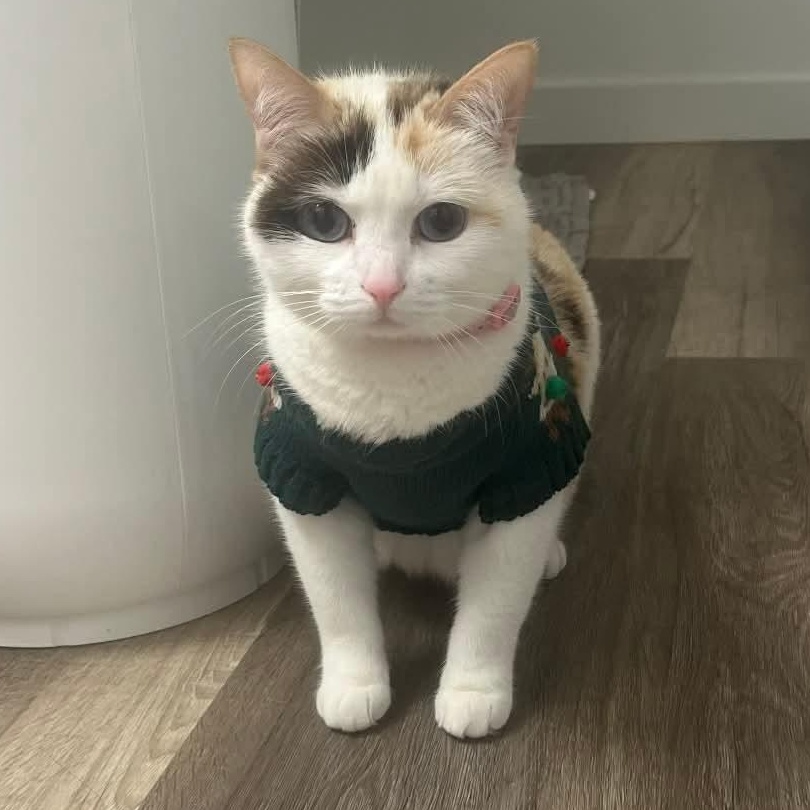 Alaska, Adoptable, Adult Female Domestic Short Hair.