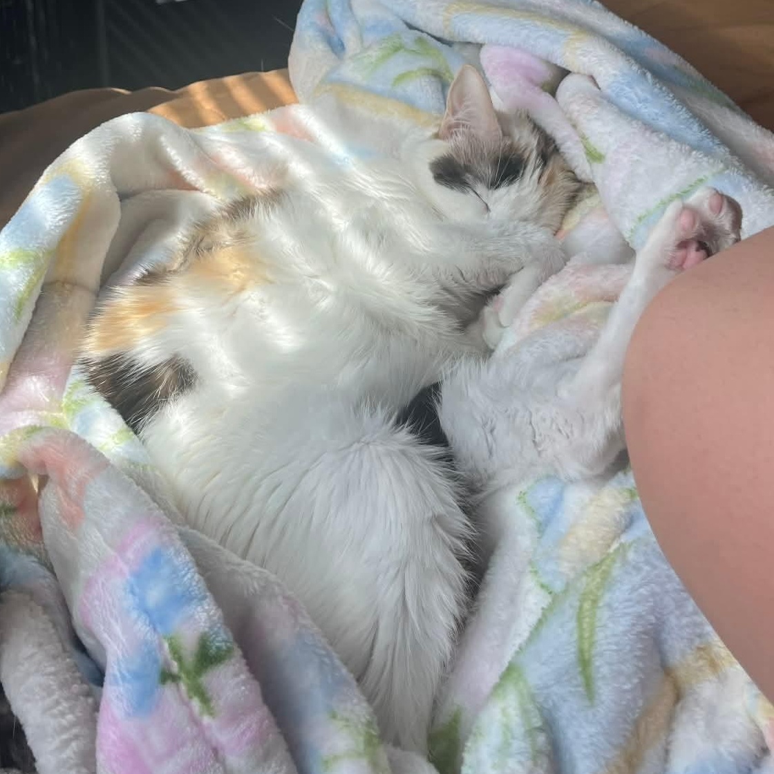 Enlarge Alaska, a Adoptable Domestic Short Hair in Pocatello, ID image 4/4