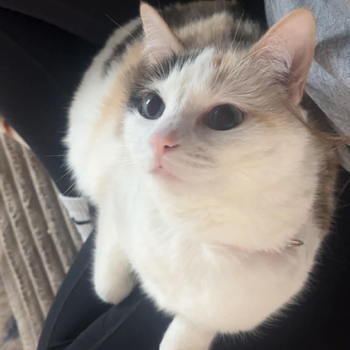 Enlarge Alaska, a Adoptable Domestic Short Hair in Pocatello, ID image 3/4