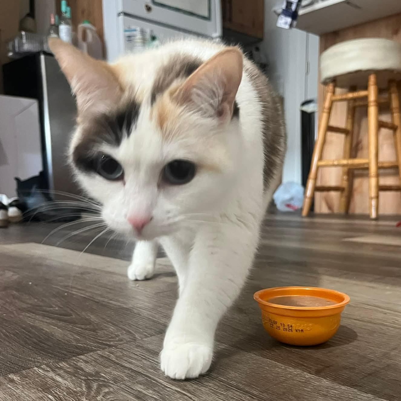 Enlarge Alaska, a Adoptable Domestic Short Hair in Pocatello, ID image 2/4