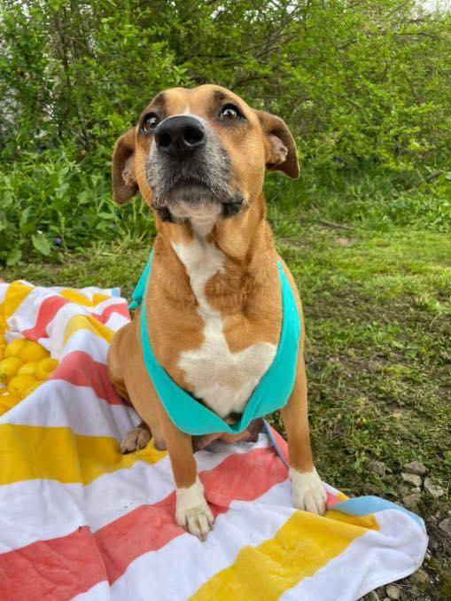 Enlarge Penelope (Penny), a Adoptable Mixed Breed in Poplar Bluff, MO image 1/3