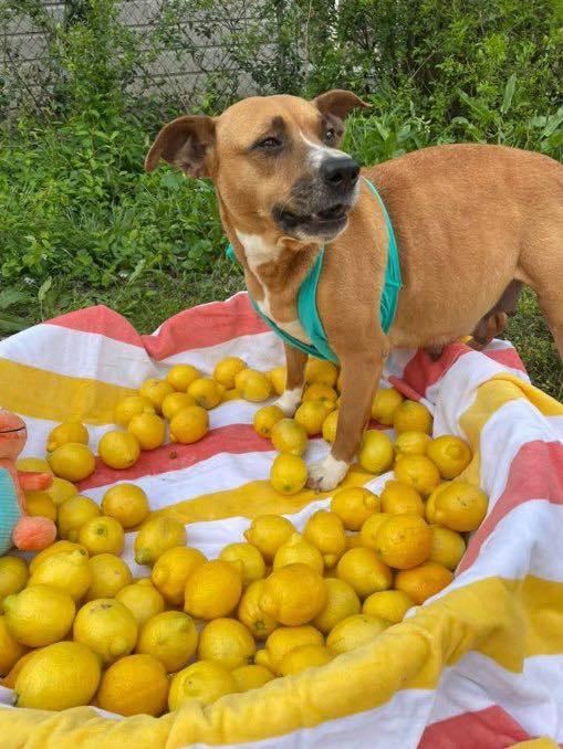 Enlarge Penelope (Penny), a Adoptable Mixed Breed in Poplar Bluff, MO image 2/3