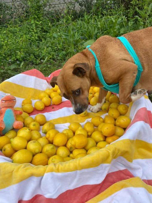 Enlarge Penelope (Penny), a Adoptable Mixed Breed in Poplar Bluff, MO image 3/3