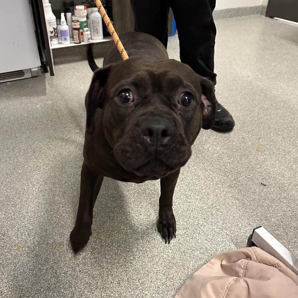 Enlarge Bluebell, a Adoptable Mixed Breed in Hinsdale, IL image 1/2