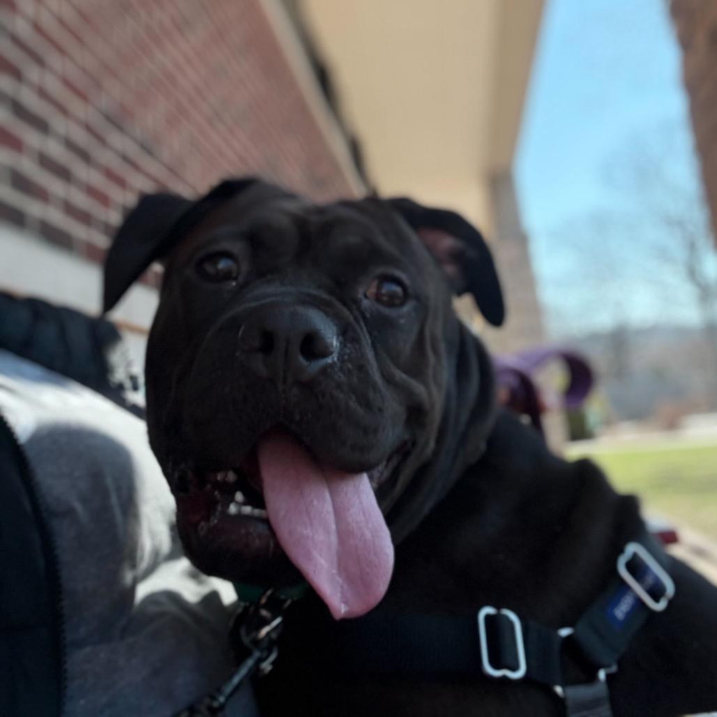 Enlarge Bluebell, a Adoptable Mixed Breed in Hinsdale, IL image 2/2