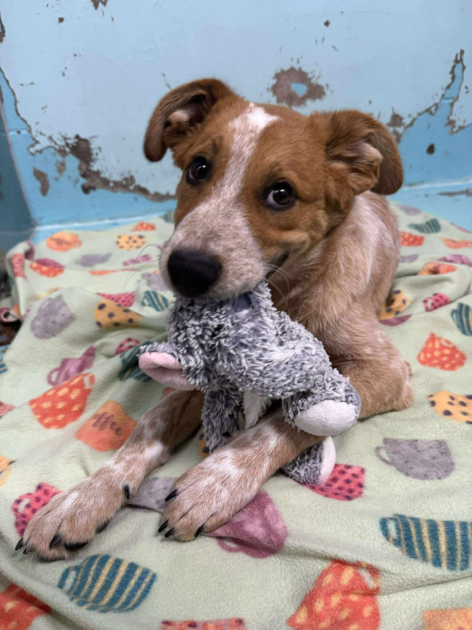 Boulder: RIDGE DOG IN TRAINING @ LOCAL PRISON