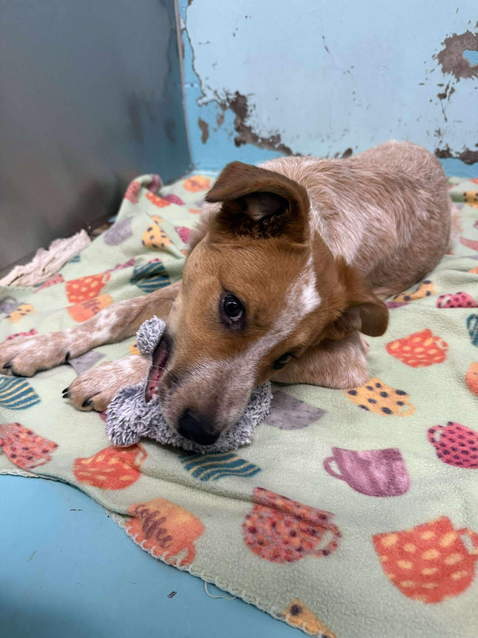 Boulder: RIDGE DOG IN TRAINING @ LOCAL PRISON