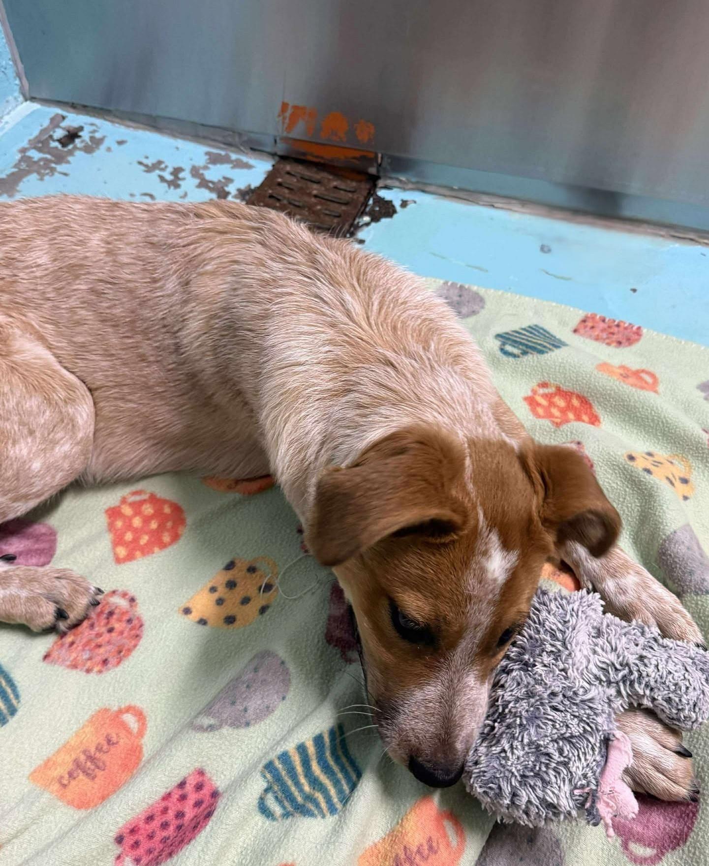 Boulder: RIDGE DOG IN TRAINING @ LOCAL PRISON