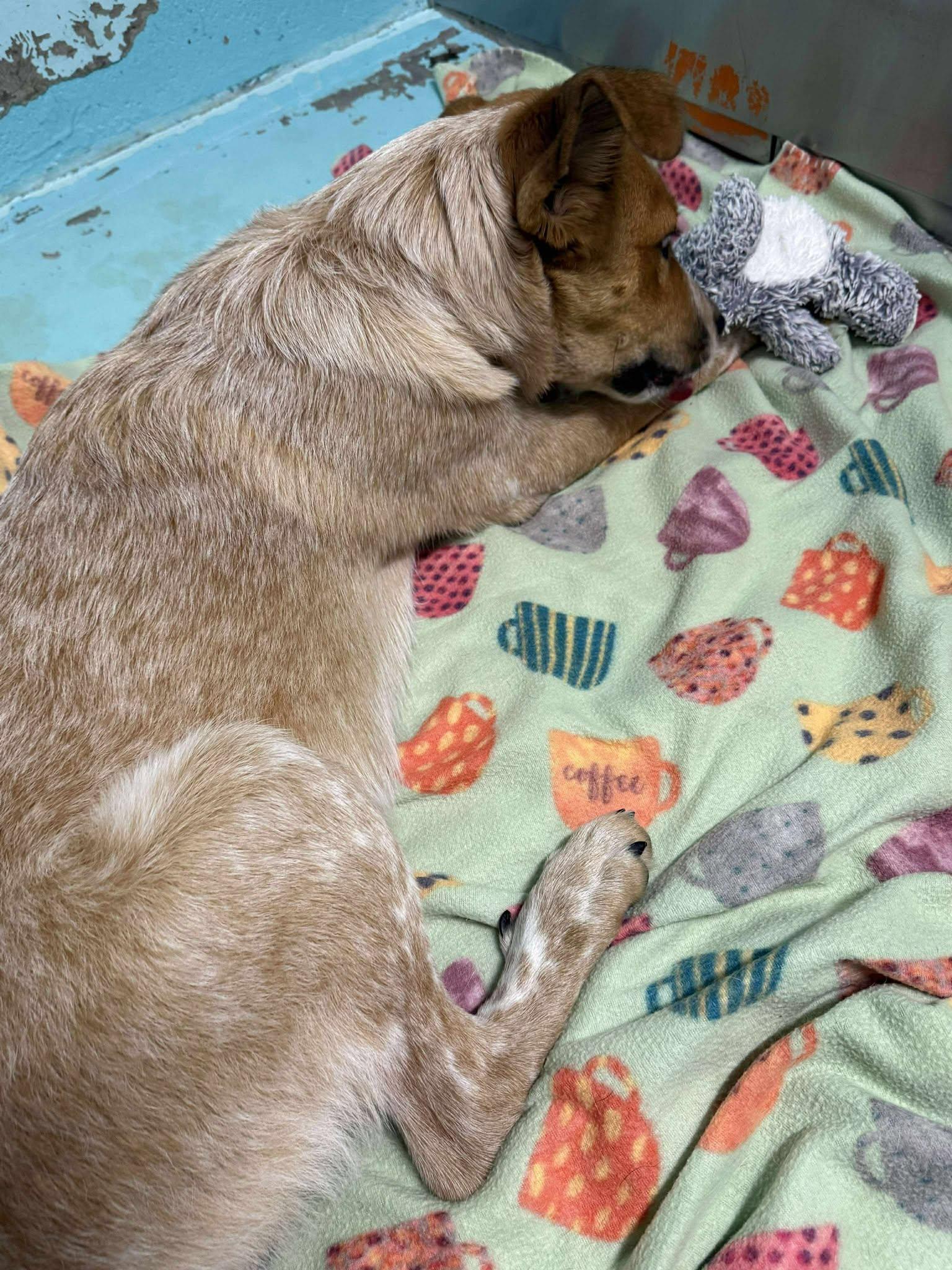 Boulder: RIDGE DOG IN TRAINING @ LOCAL PRISON