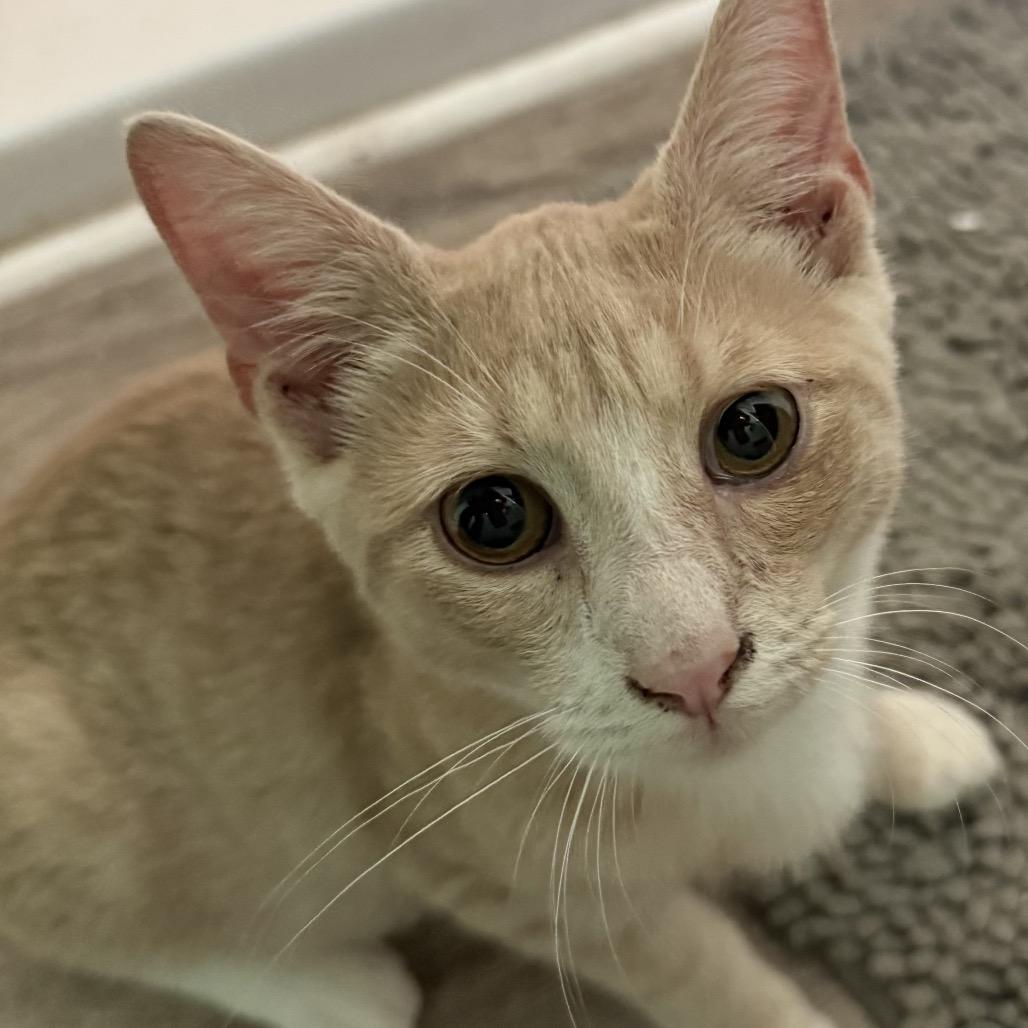 Enlarge Mango Tango, a Adoptable Domestic Short Hair in Jarrettsville, MD image 1/6