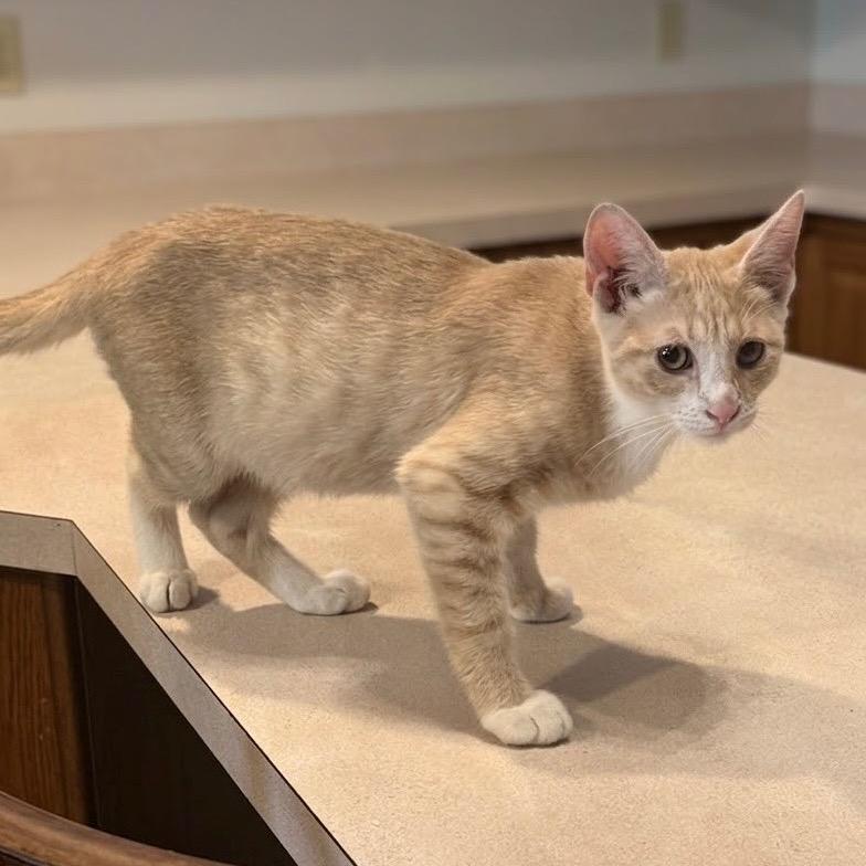 Enlarge Mango Tango, a Adoptable Domestic Short Hair in Jarrettsville, MD image 2/6