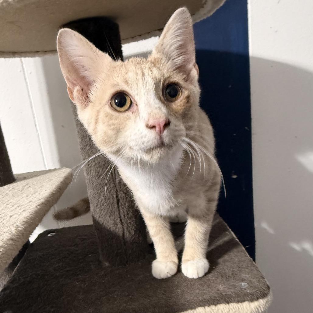 Enlarge Mango Tango, a Adoptable Domestic Short Hair in Jarrettsville, MD image 3/6