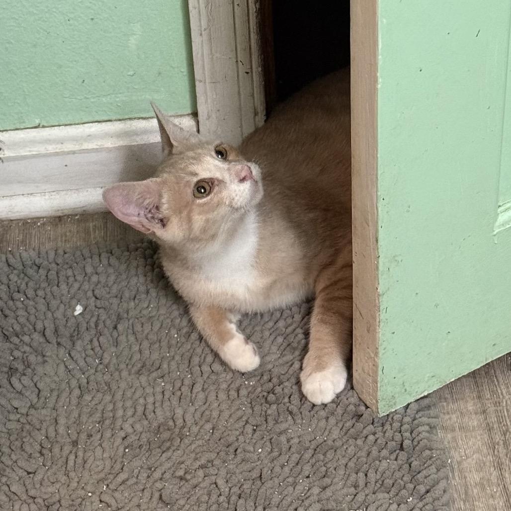Enlarge Mango Tango, a Adoptable Domestic Short Hair in Jarrettsville, MD image 4/6