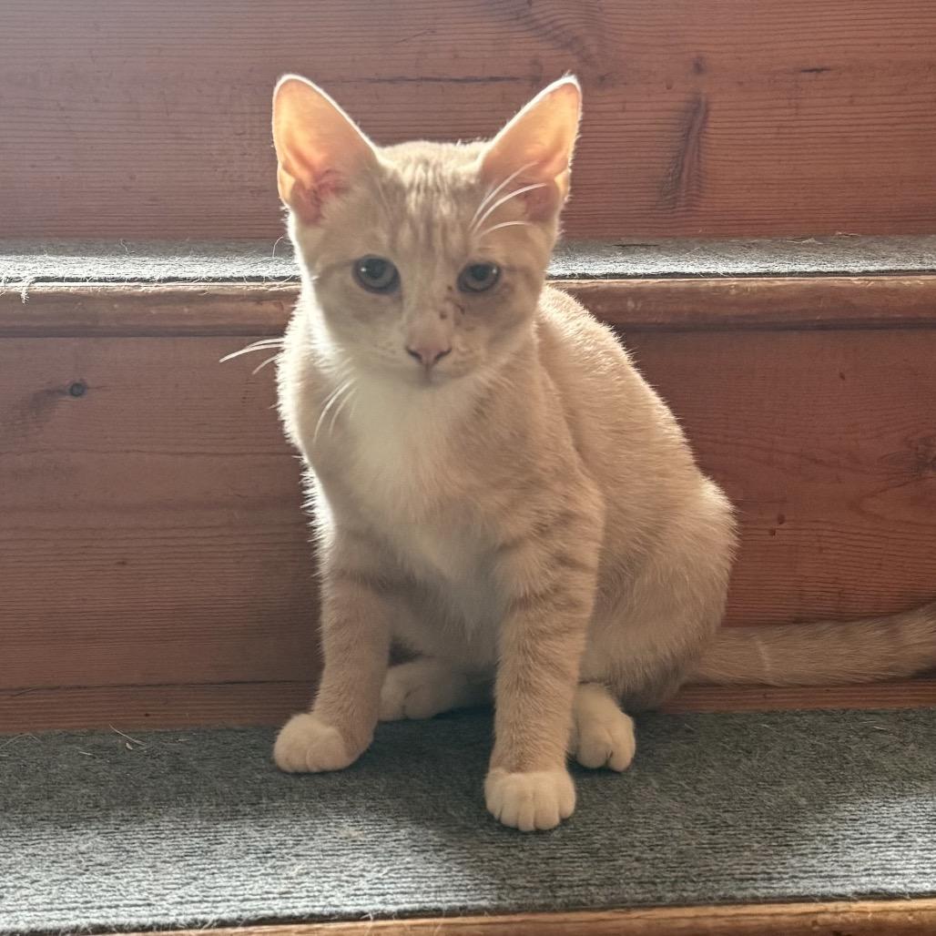 Enlarge Mango Tango, a Adoptable Domestic Short Hair in Jarrettsville, MD image 5/6