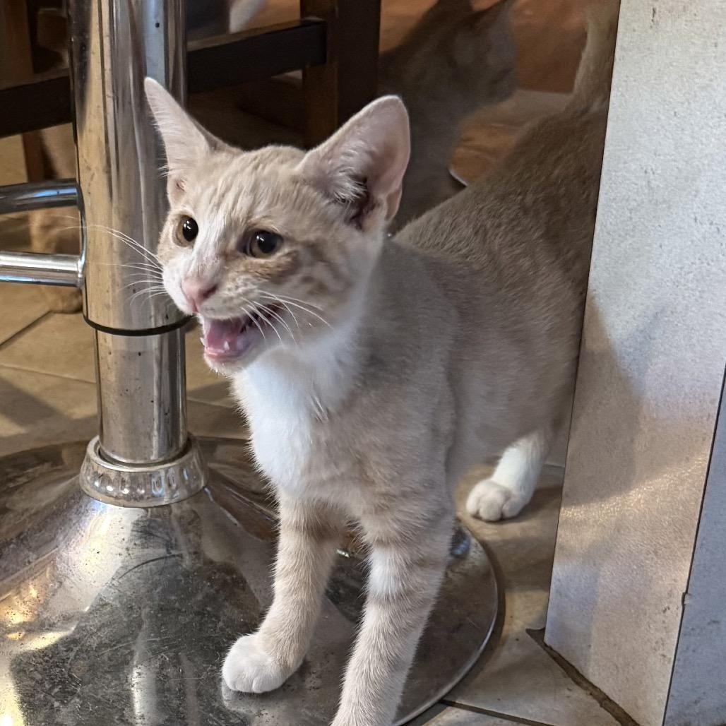 Enlarge Mango Tango, a Adoptable Domestic Short Hair in Jarrettsville, MD image 6/6