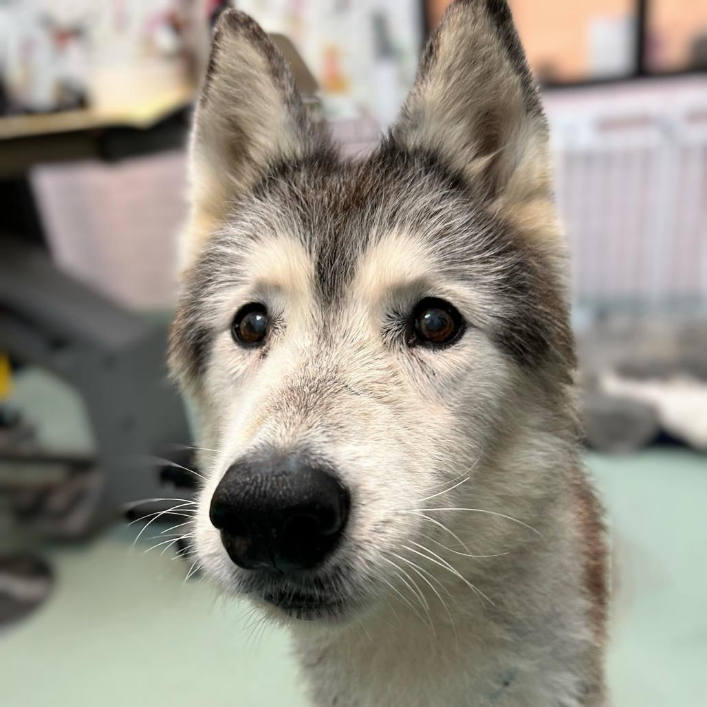 Enlarge Rosita 13709, a Adoptable Siberian Husky in San Francisco, CA image 1/6
