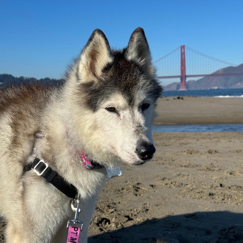 Enlarge Rosita 13709, a Adoptable Siberian Husky in San Francisco, CA image 2/6