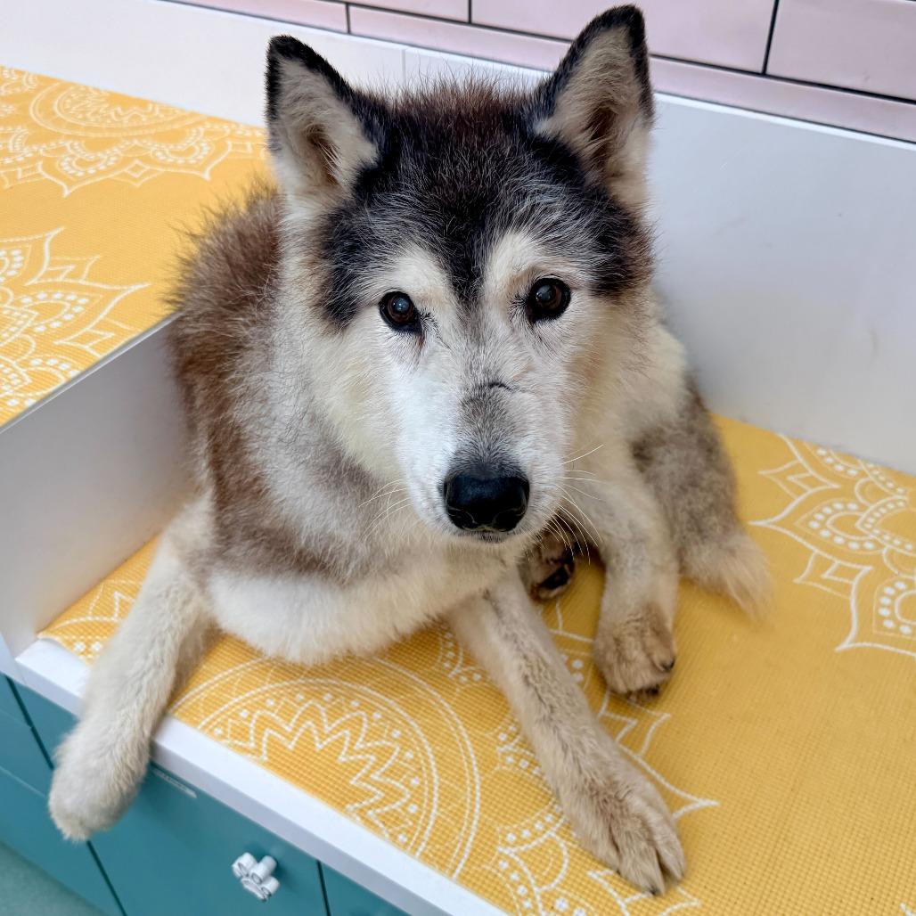 Rosita 13709 — thumbnail 2