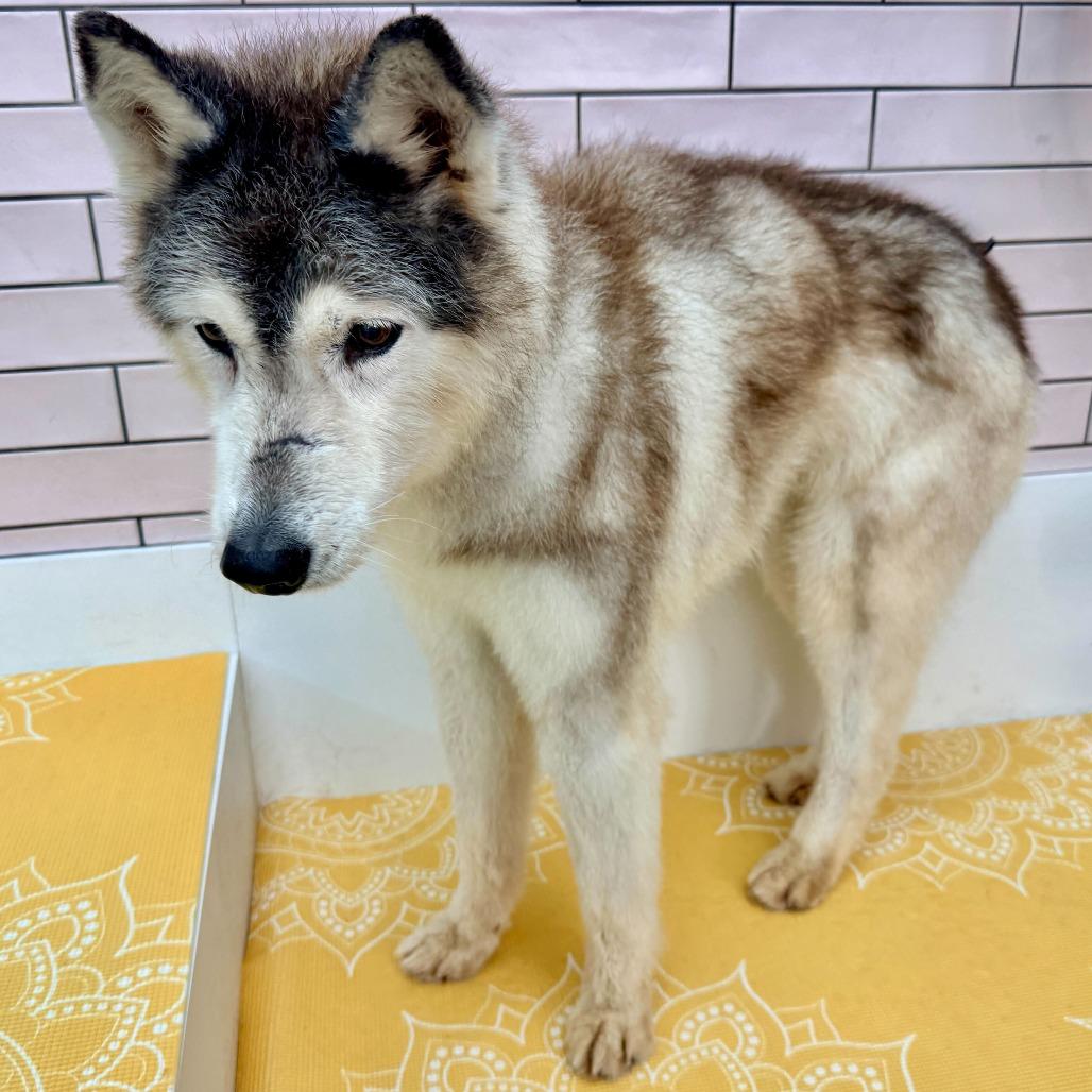 Enlarge Rosita 13709, a Adoptable Siberian Husky in San Francisco, CA image 4/6