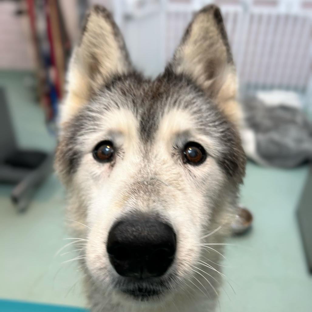 Enlarge Rosita 13709, a Adoptable Siberian Husky in San Francisco, CA image 5/6
