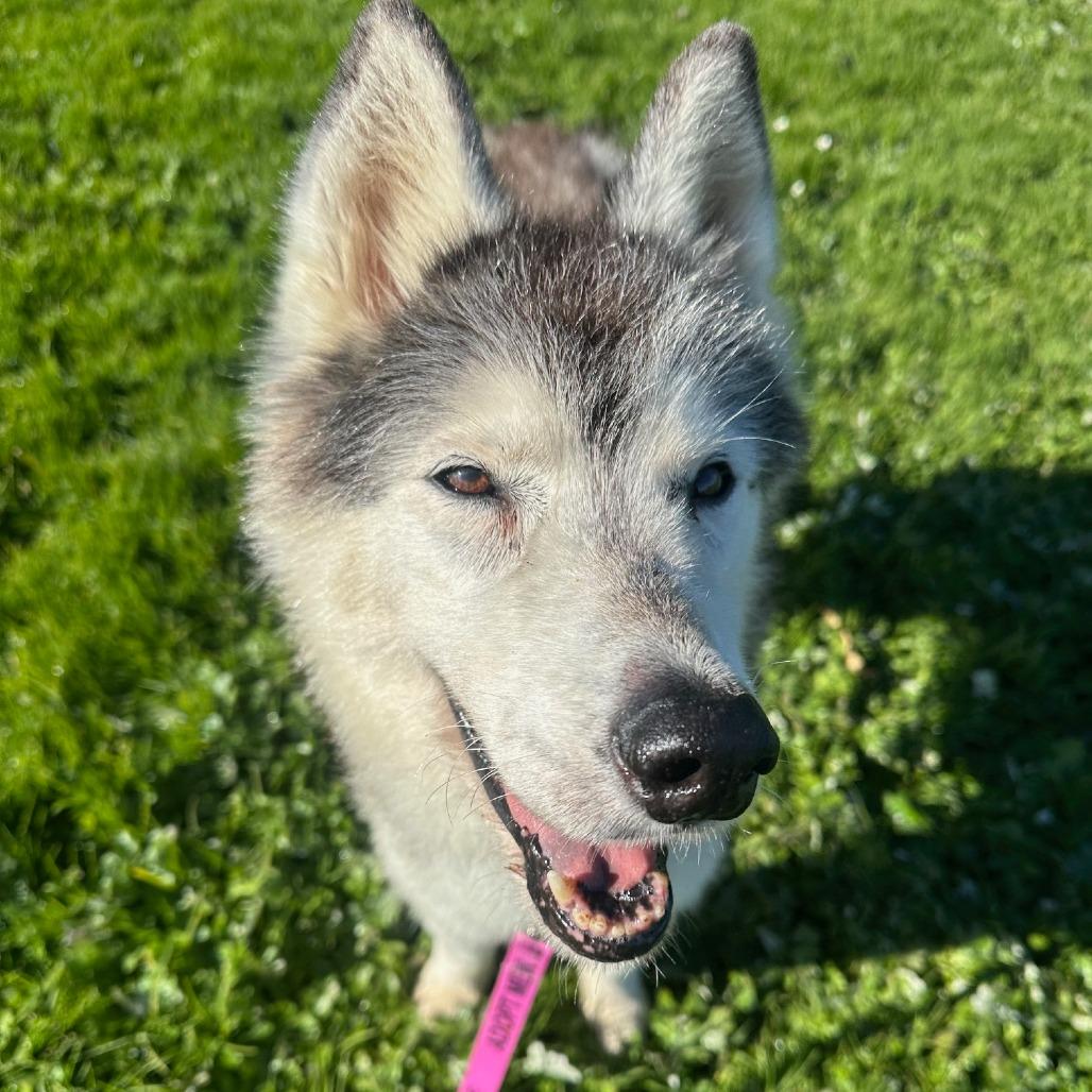 Enlarge Rosita 13709, a Adoptable Siberian Husky in San Francisco, CA image 5/6