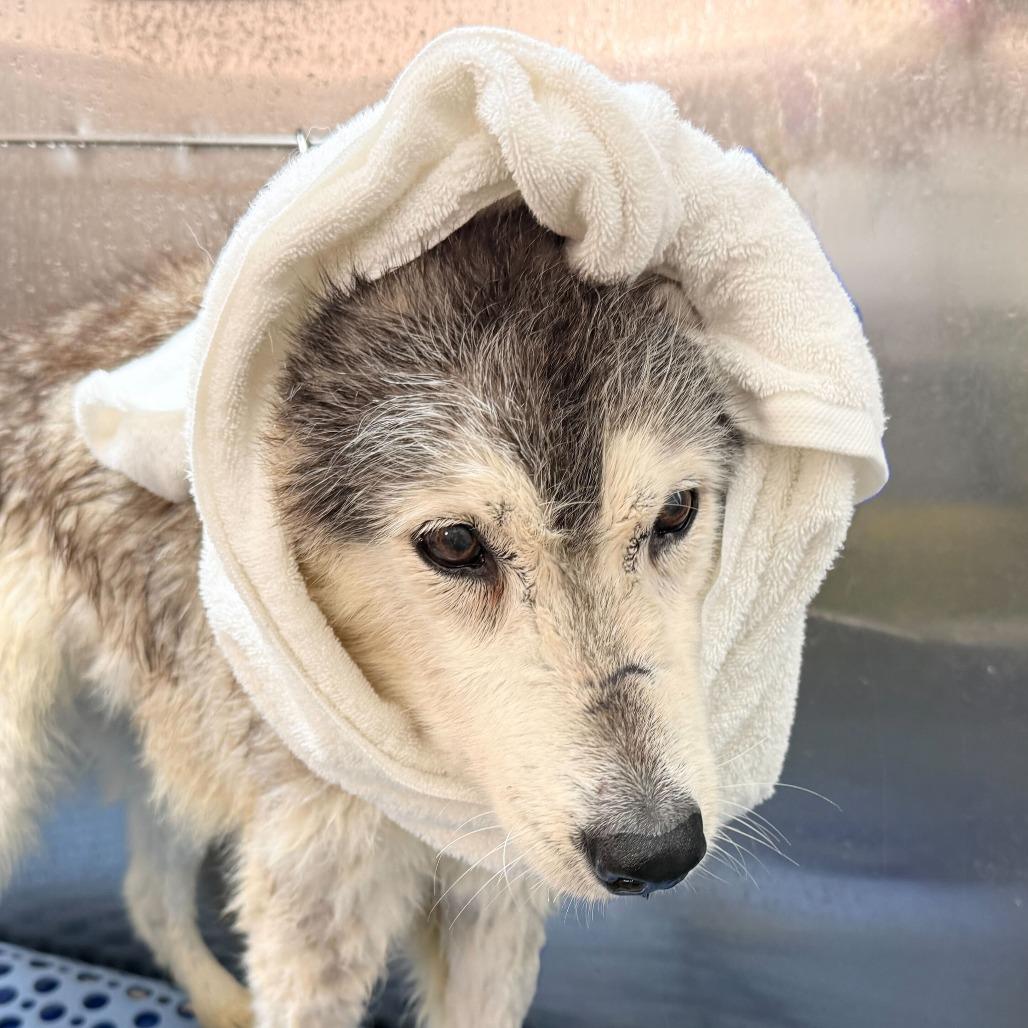 Enlarge Rosita 13709, a Adoptable Siberian Husky in San Francisco, CA image 6/6