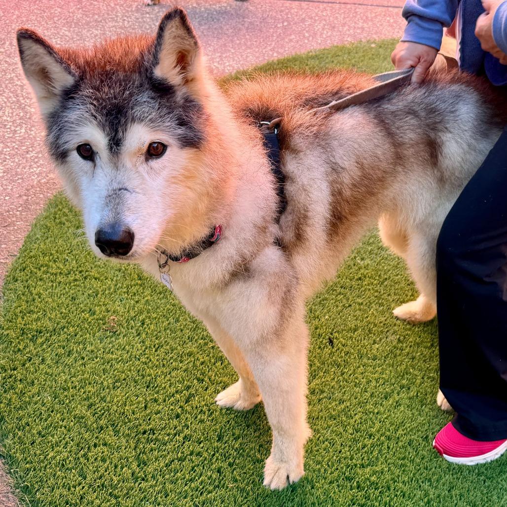 Enlarge Rosita 13709, a Adoptable Siberian Husky in San Francisco, CA image 6/6