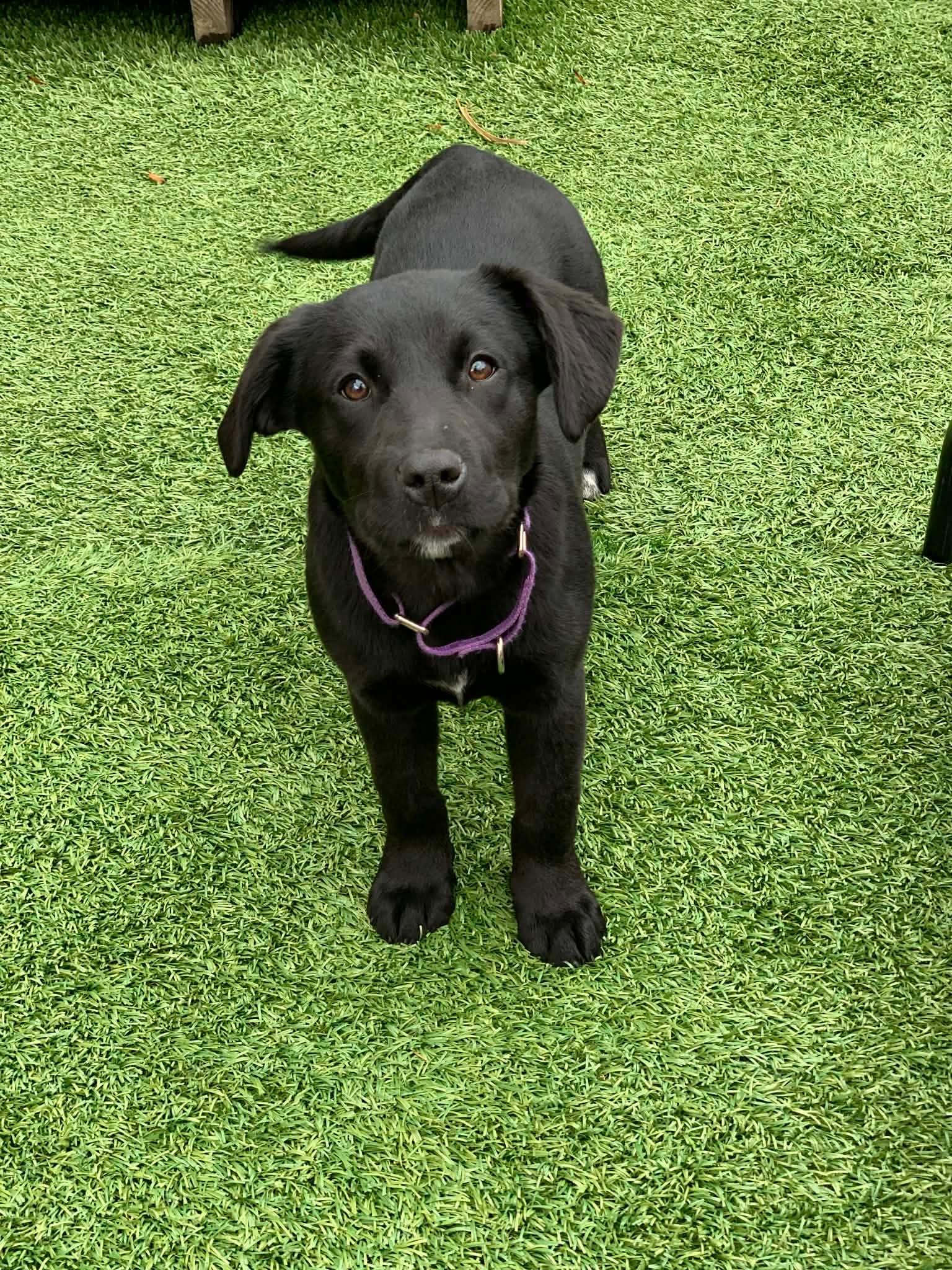 Angelica , an adopted mixed breed in Douglas, MA image 2/4