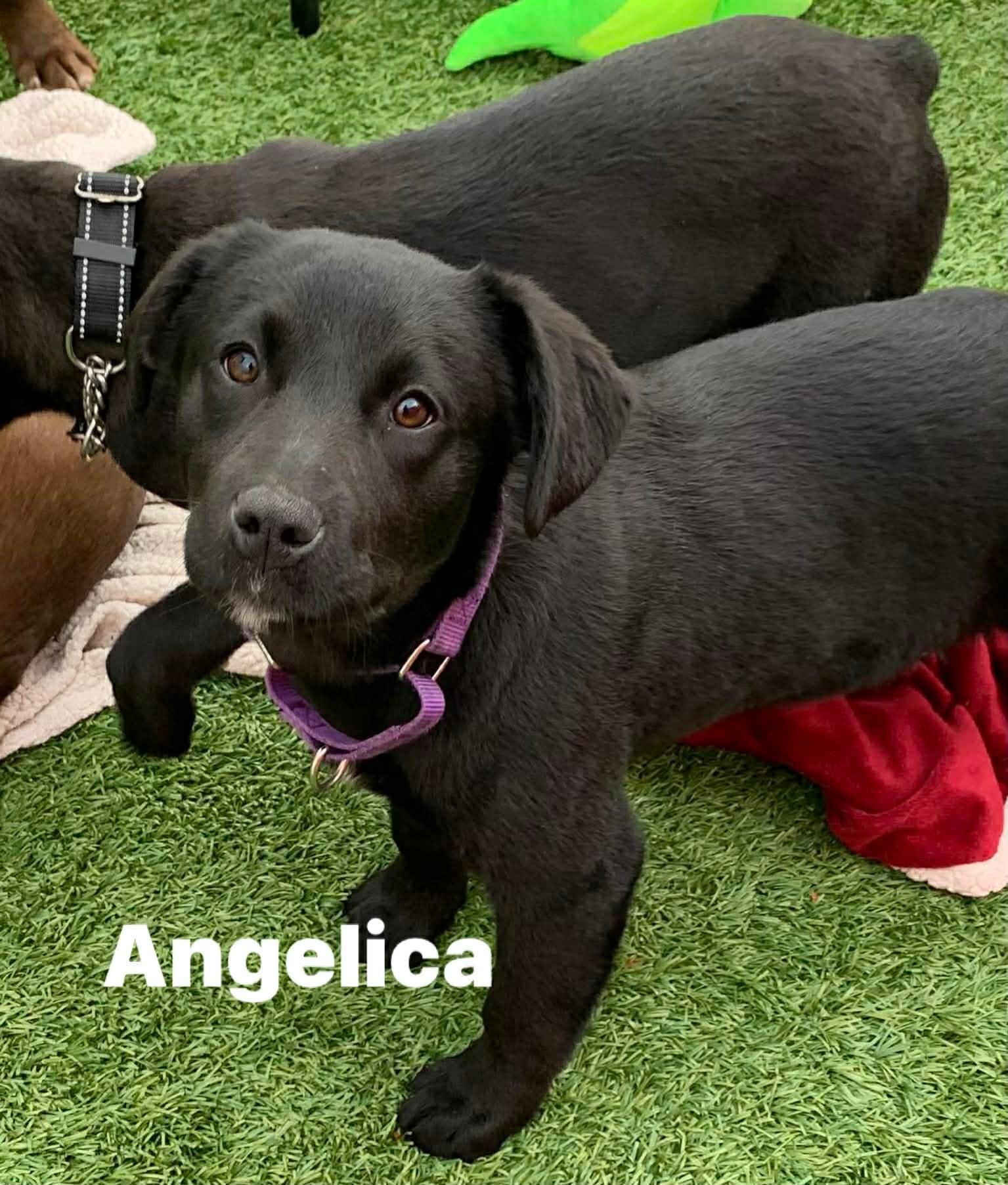 Angelica , an adopted mixed breed in Douglas, MA image 4/4